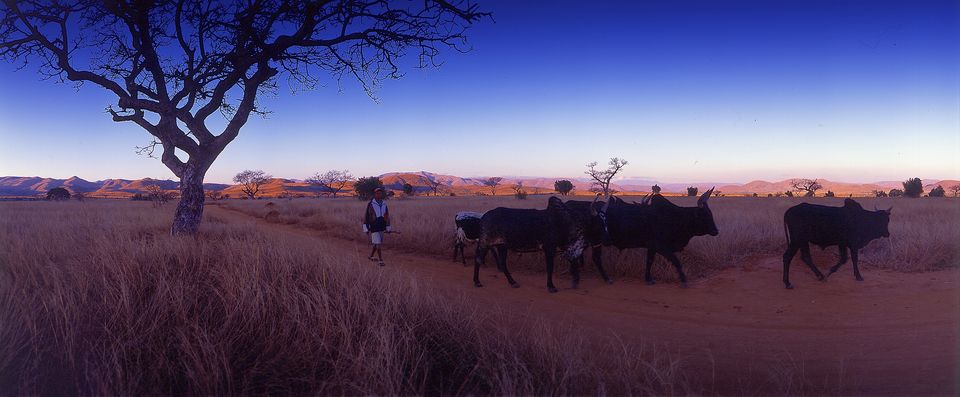 Sakalalina – ritorno dai pascoli al tramonto — Madagascar