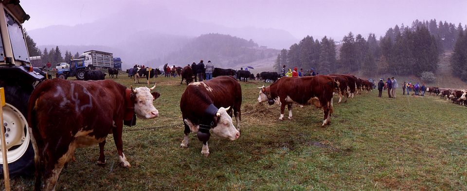 Torgnon – Rassegna Bovina — Valle d'Aosta