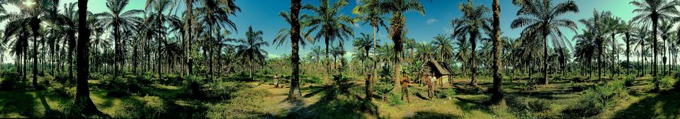 Ankazoharaka-Cocco da olio — Madagascar